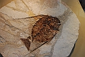 I Fossili di Bolca_31